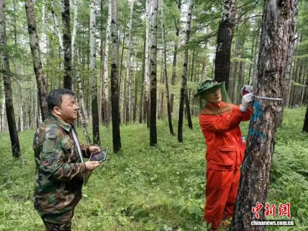 财牛股配 （活力中国调研行）探访用脚步丈量森林的人：新画卷写在绿水青山间